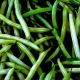 Bean Bush - Tendergreen (8-10 Seeds)