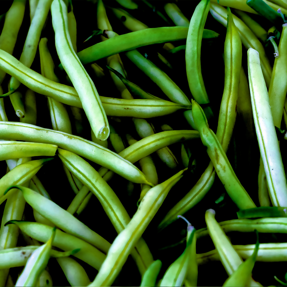 Bean Bush – Tendergreen