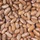 Bean Shell - Pinto (8-10 Seeds)