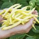 Bean Wax Bush - Top Notch Golden Wax (8-10 Seeds)