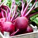 Beet - Ruby Queen (50-60 Seeds)