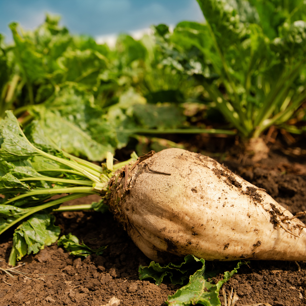 Beet – Sugar Beet