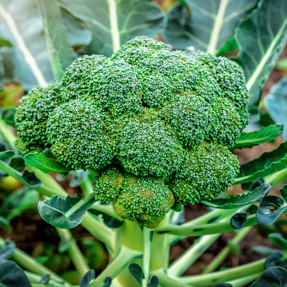 Broccoli – Green Sprouting Calabrese