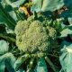 Broccoli - Waltham 29 (40-50 Seeds)