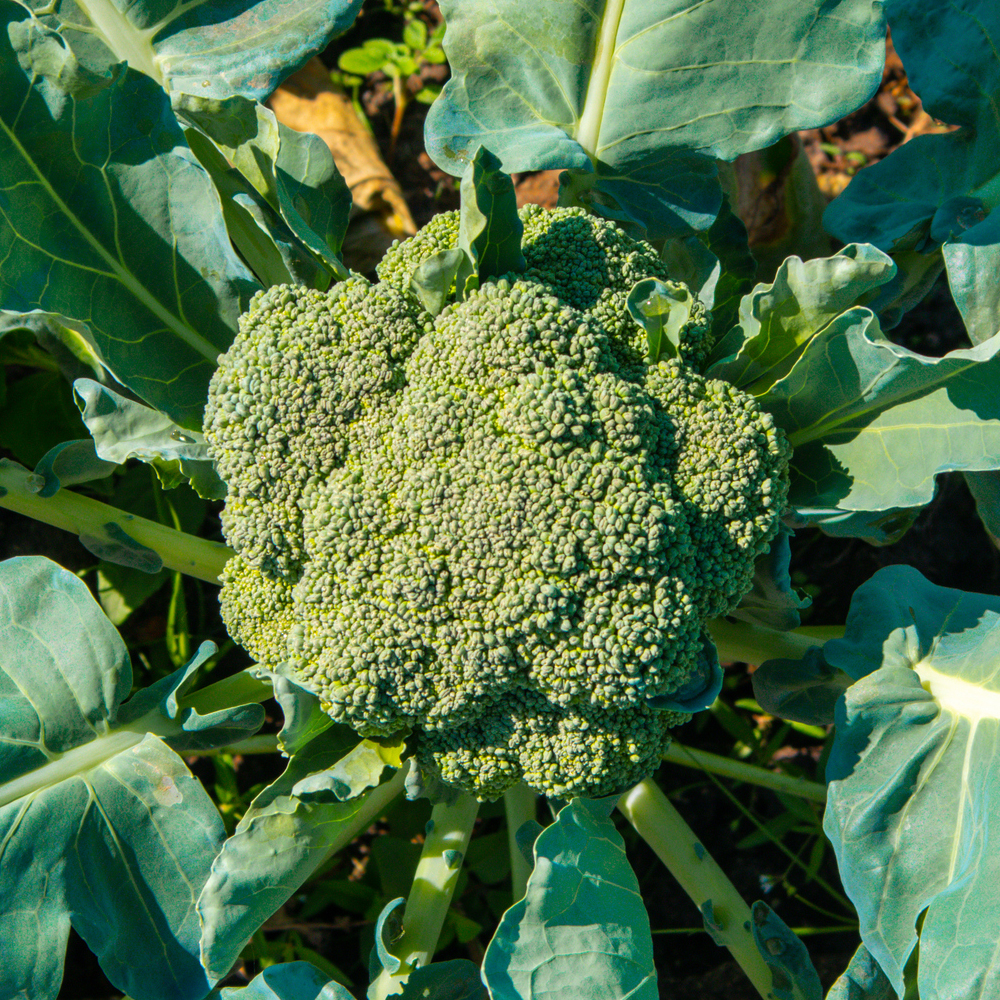 Broccoli – Waltham 29