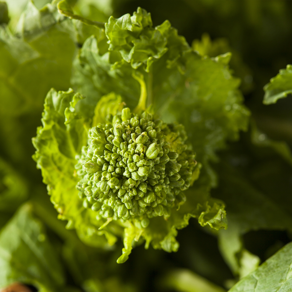 Broccoli Raab – Spring Rapini