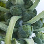 Brussels Sprouts - Long Island Improved (40-50 Seeds)