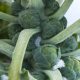 Brussels Sprouts - Long Island Improved (40-50 Seeds)