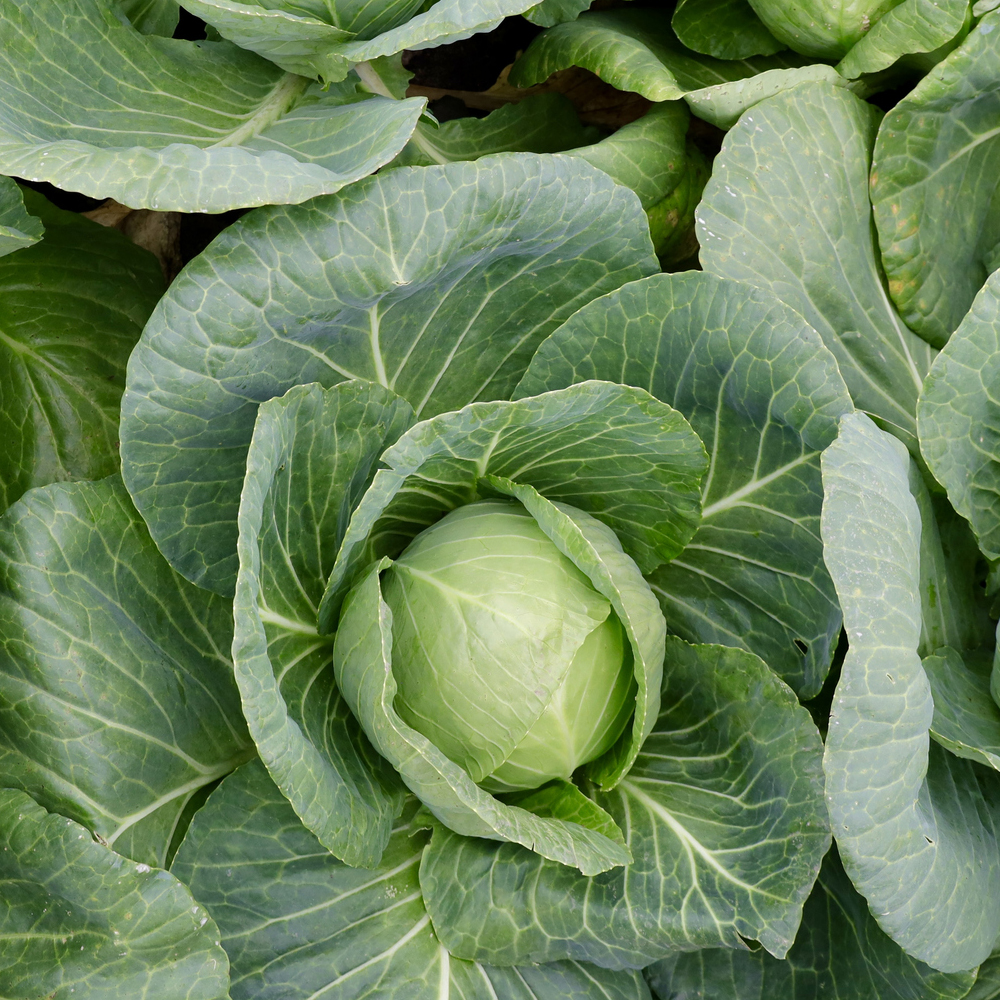 Cabbage – Copenhagen Market