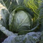 Cabbage - Golden Acre (30-40 Seeds)