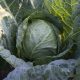 Cabbage - Golden Acre (30-40 Seeds)