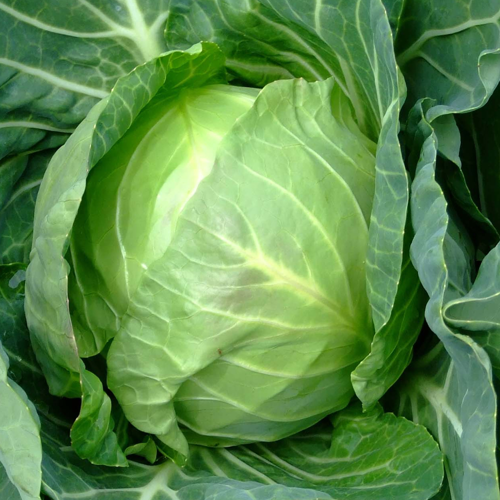 Cabbage – Late Flat Dutch