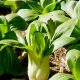 Cabbage - Pak Choi White Stem (30-40 Seeds)