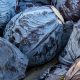 Cabbage - Red Acre (30-40 Seeds)