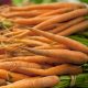 Carrot - Imperator 58 (150-200 Seeds)