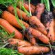 Carrot - Little Fingers (150-200 Seeds)