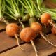 Carrot - Parisian (150-200 Seeds)