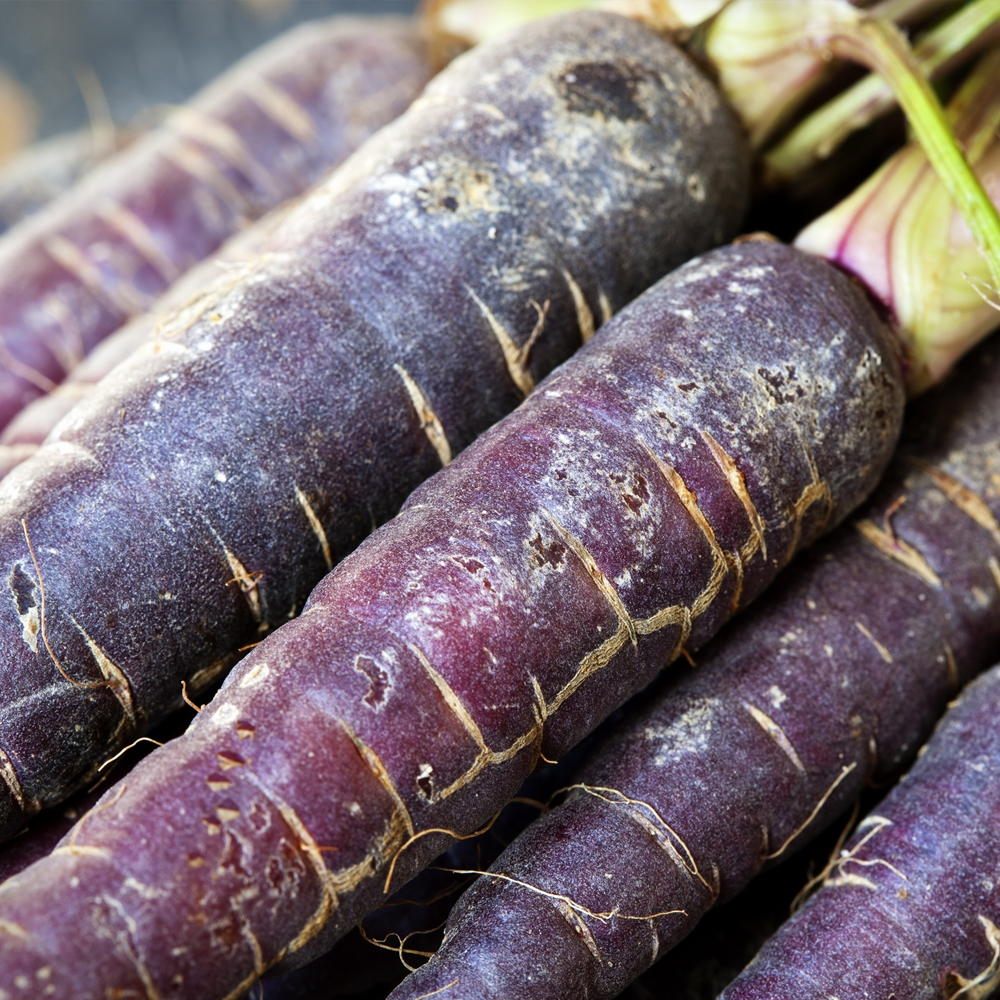 Carrot – Purple