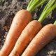 Carrot - Scarlet Nantes (150-200 Seeds)