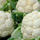 Cauliflower - Snowball Y Improved (30-40 Seeds)