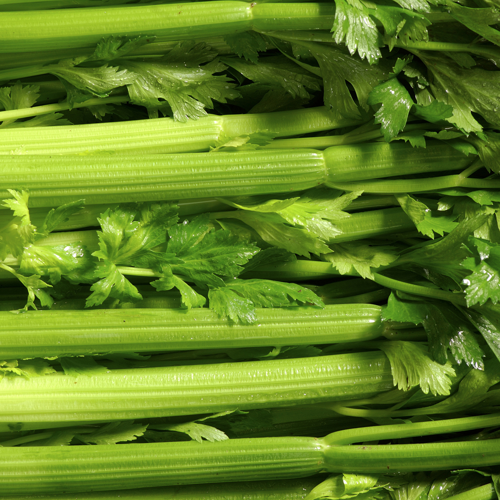 Celery – Golden Self Blanching