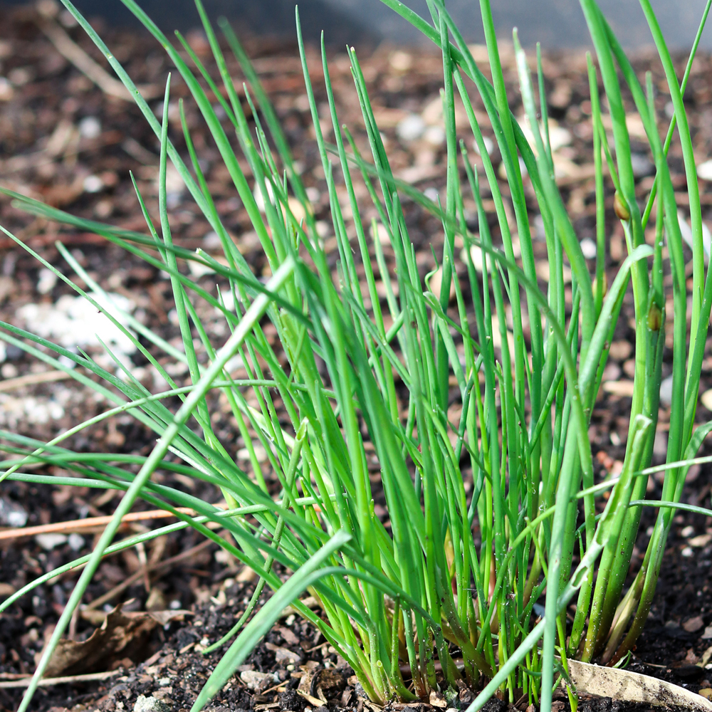 Chives – Garlic