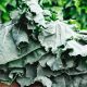 Collards - Georgia Southern (30-40 Seeds)