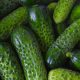 Cucumber - Homemade Pickles (8-10 Seeds)