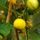 Cucumber - Lemon (8-10 Seeds)