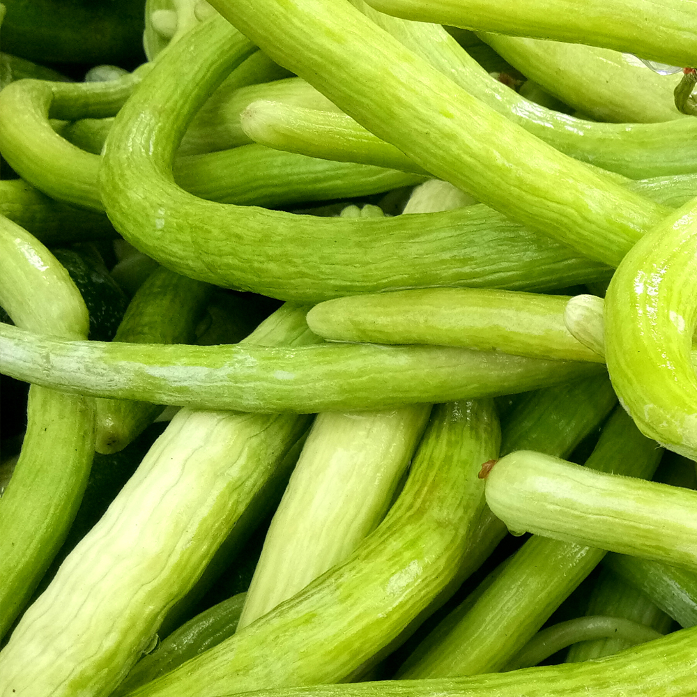 Cucumber – Metki Pale Green Armenian Yard-Long