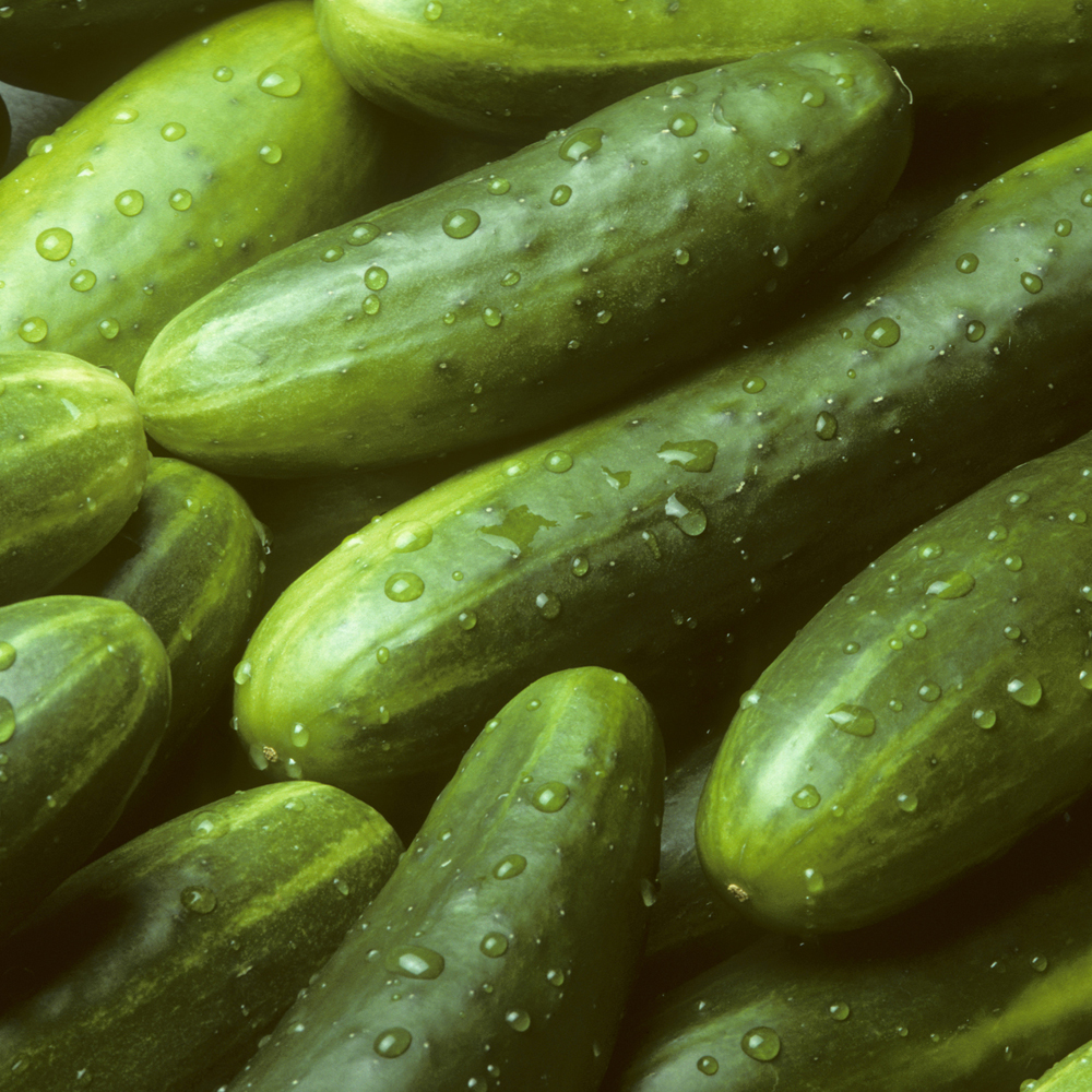 Cucumber – Muncher