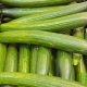 Cucumber - Tendergreen Burpless (8-10 Seeds)