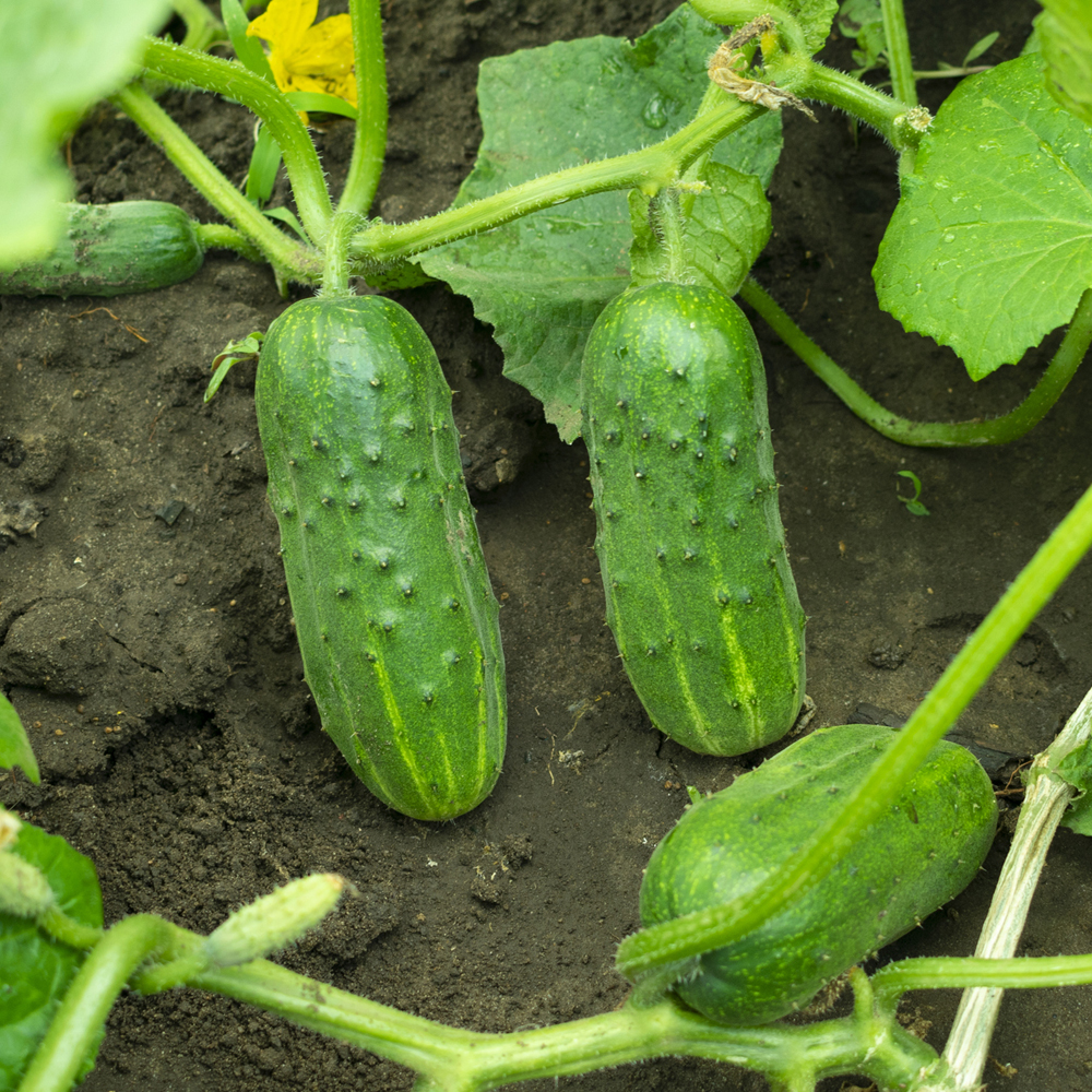 Cucumber Pickling – Boston Pickling