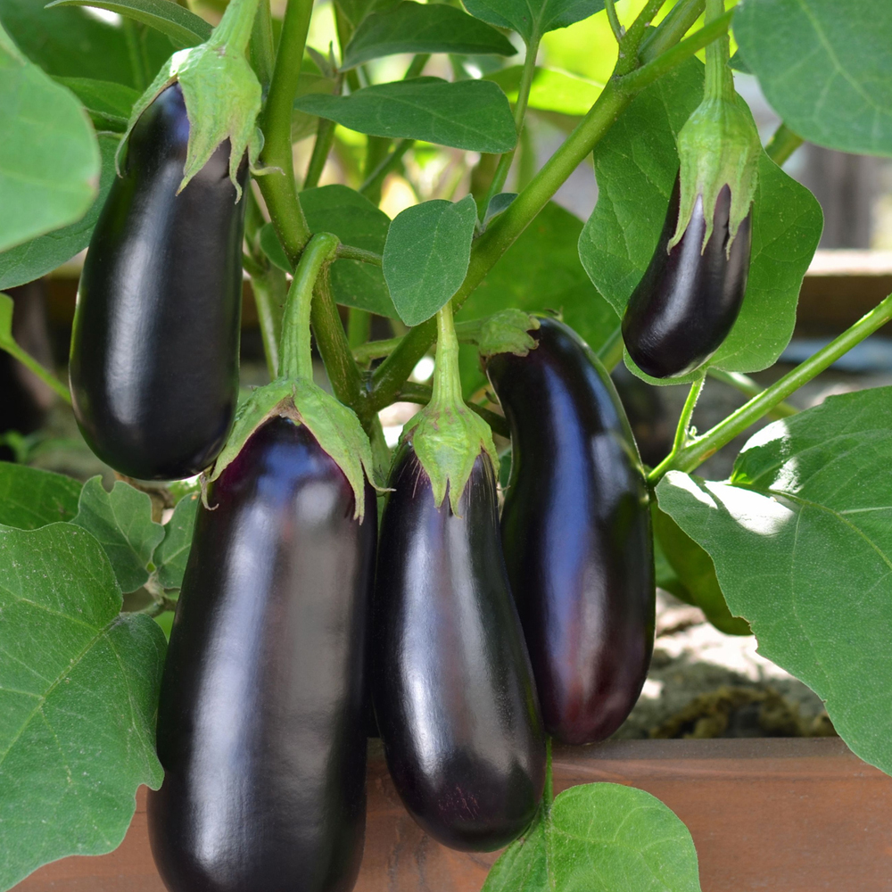 Eggplant – Long Purple