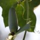 Gourds - Luffa Sponge (4 Seeds)