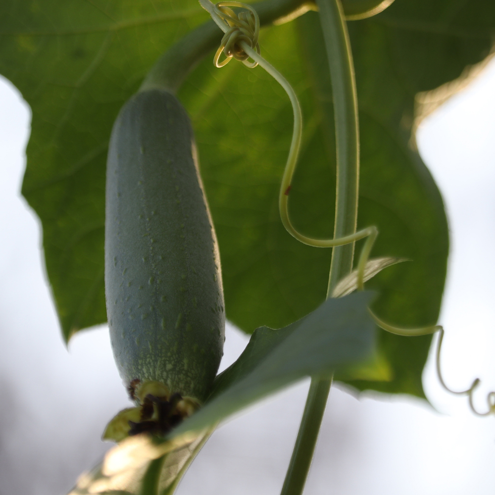 Gourds – Luffa Sponge