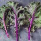 Kale - Red Russian (30-40 Seeds)