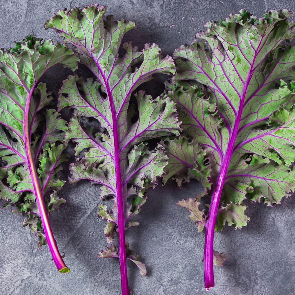 Kale – Red Russian