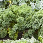 Kale - Vates Blue Scotch Curled (30-40 Seeds)