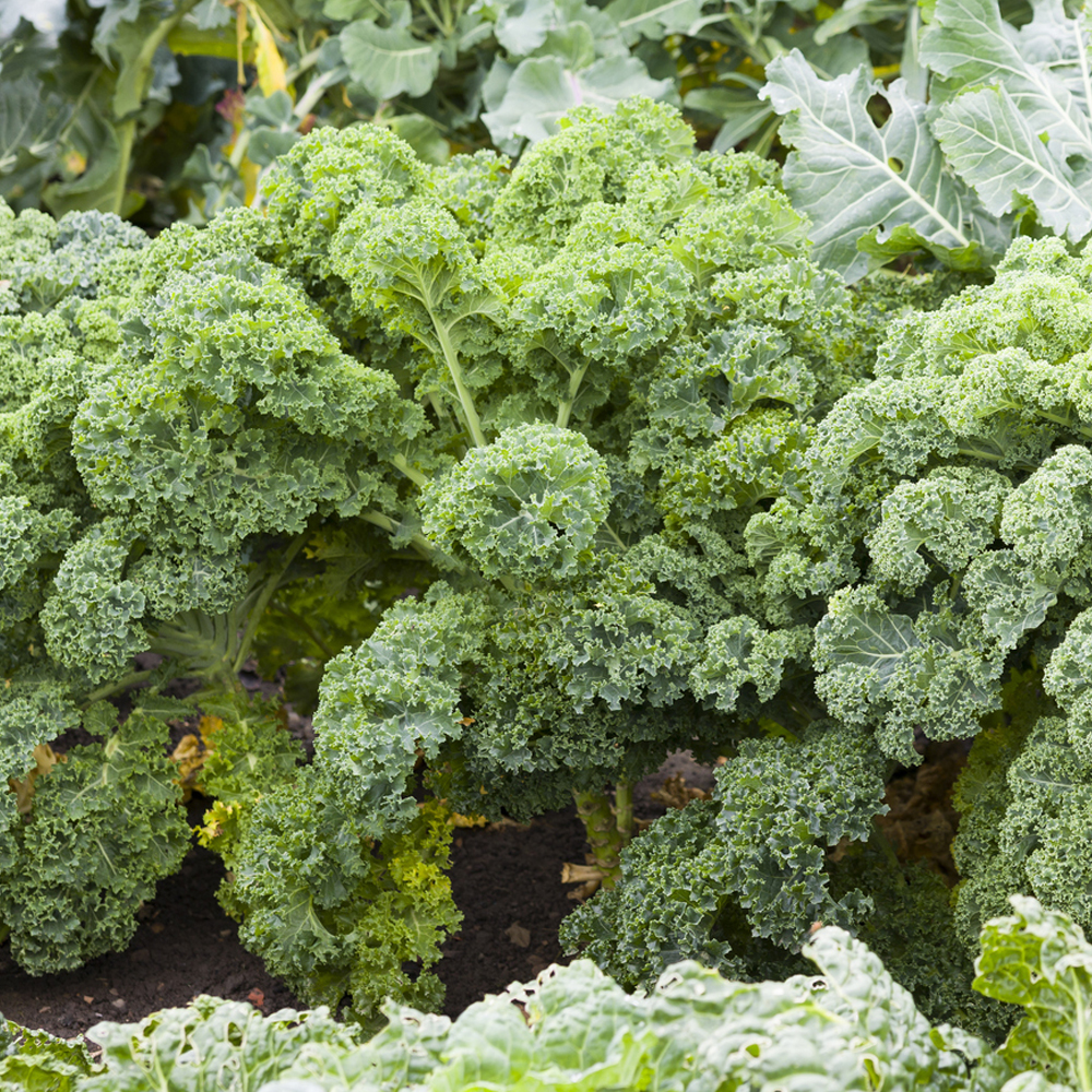 Kale – Vates Blue Scotch Curled