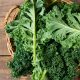 Kale - White Russian  (30-40 Seeds)