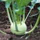 Kohlrabi - Early White Vienna (40-50 Seeds)