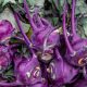 Kohlrabi - Purple Vienna (40-50 Seeds)
