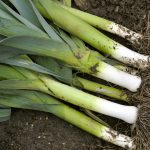 Leek - Large American Flag (40-50 Seeds)