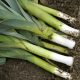 Leek - Large American Flag (40-50 Seeds)