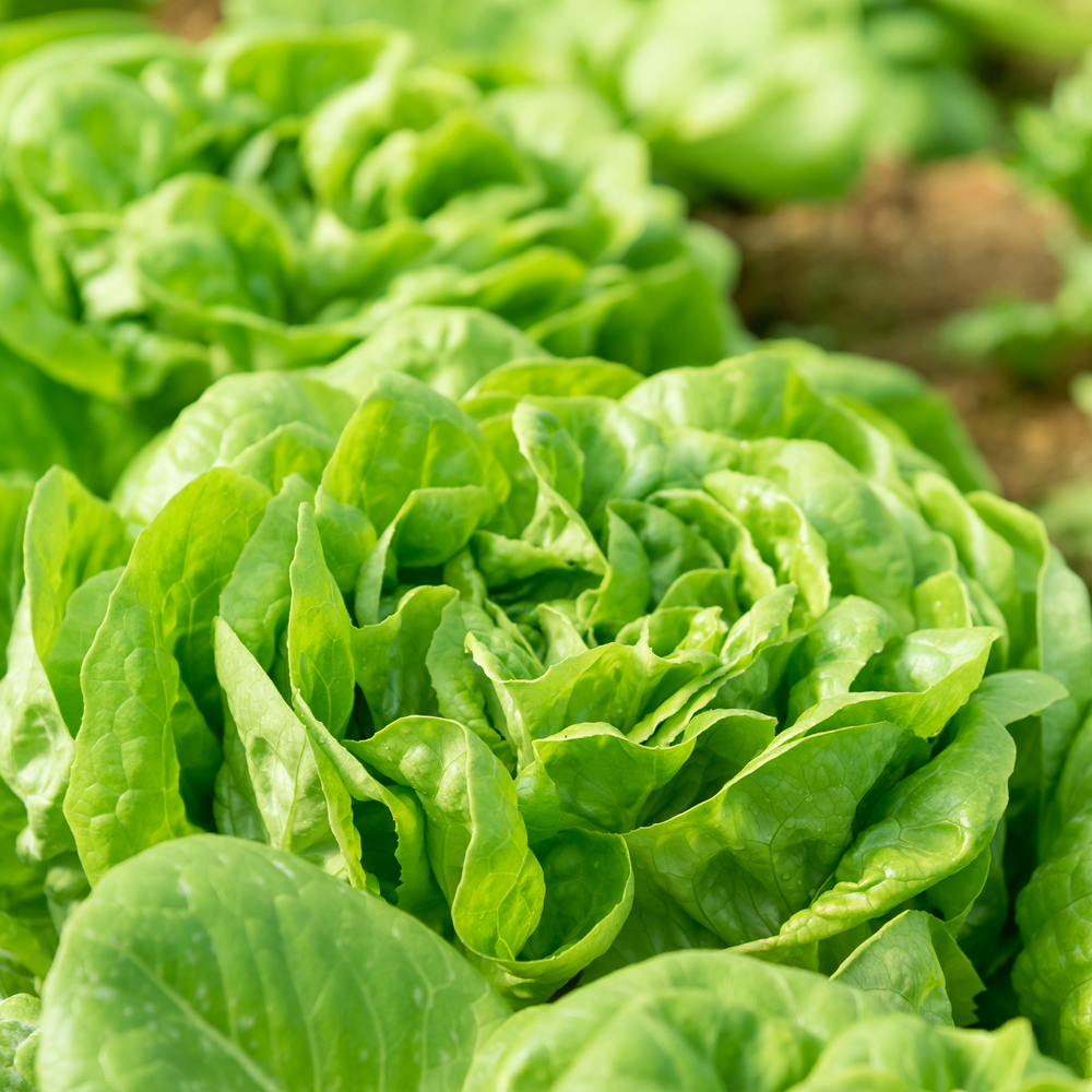 Lettuce – Butterhead – All Year Round