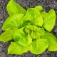 Lettuce - Butterhead - Buttercrunch (220-240 Seeds)