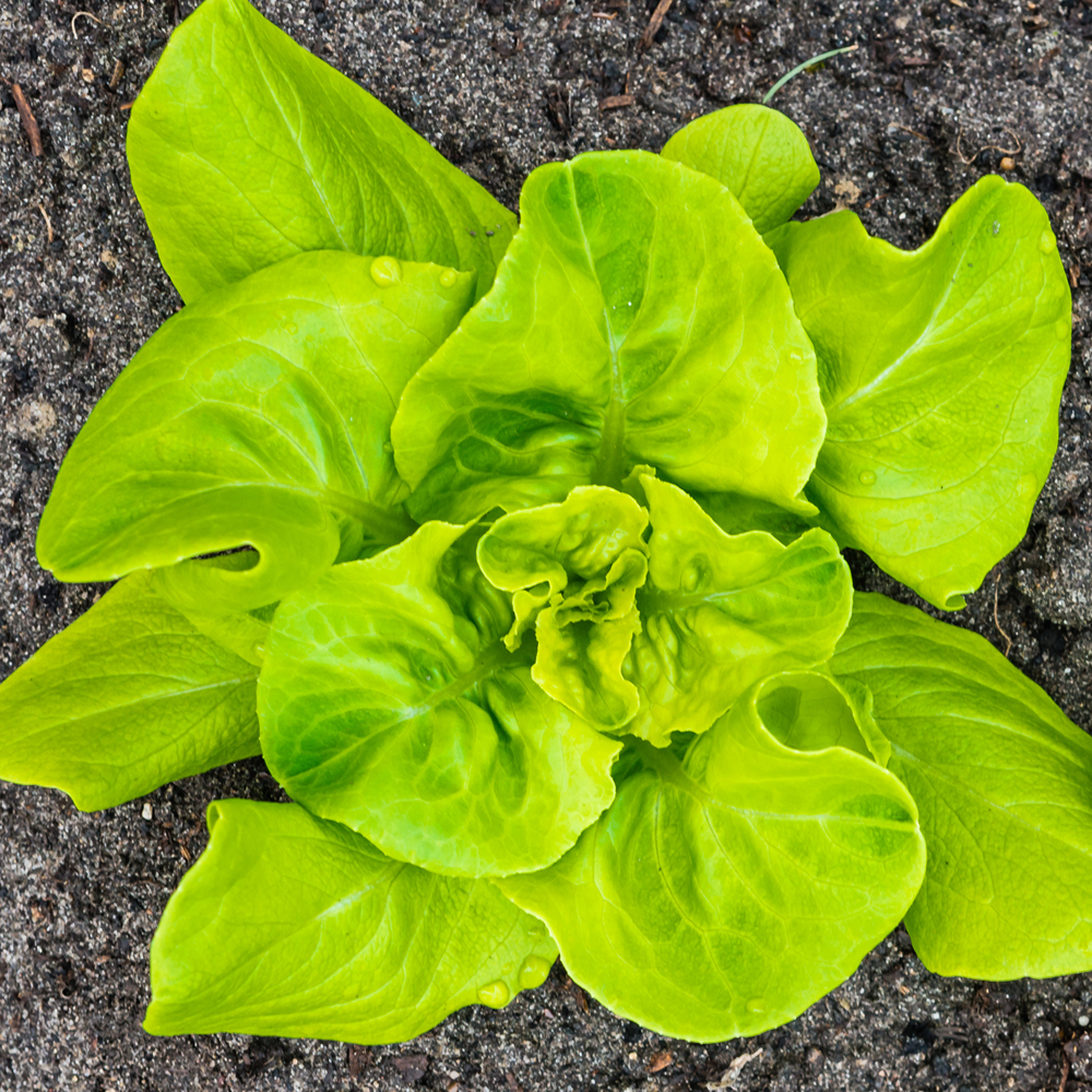 Lettuce – Butterhead – Buttercrunch