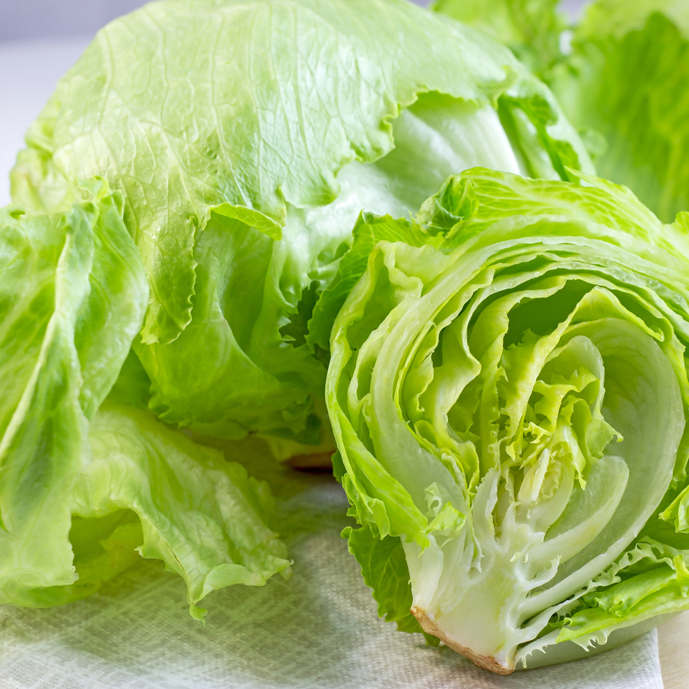 Lettuce – Crisphead – Iceberg