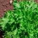 Lettuce - Leaf - Black Seeded Simpson (180-200 Seeds)